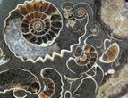 Polished Ammonite Fossil Slab - Marston Magna Marble #63821-1